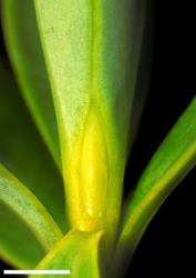 Veronica rigidula var. sulcata. Leaf bud with acute sinus. Scale = 1 mm.
 Image: W.M. Malcolm © Te Papa CC-BY-NC 3.0 NZ